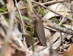 Lampropholis