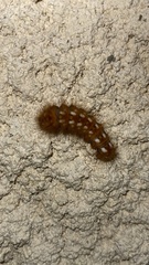Acronicta rumicis