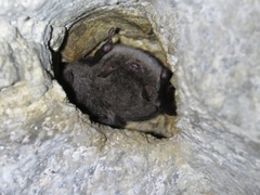 Myotis daubentonii