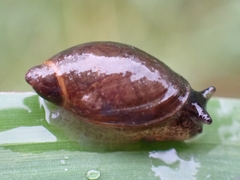 Oxyloma elegans