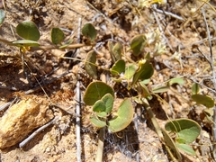 Mirabilis cordifolia