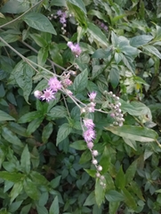 Cyrtocymura scorpioides
