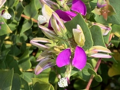 Polygala fruticosa