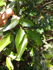 Sebastiania commersoniana