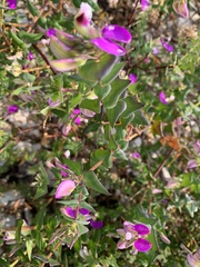 Polygala fruticosa