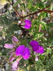 Polygala fruticosa