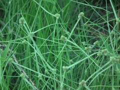 Cyperus leptocarpus