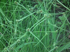 Cyperus leptocarpus