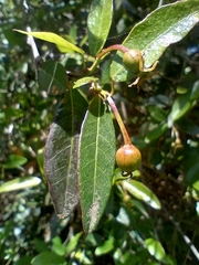 Sebastiania commersoniana