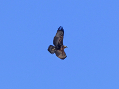 Geranoaetus melanoleucus