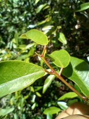 Sebastiania commersoniana