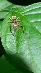 Svistella bifasciata