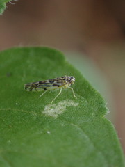 Eupteryx