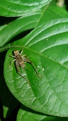Svistella bifasciata