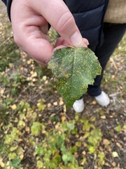 Betula pendula