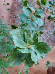 Fraxinus anomala