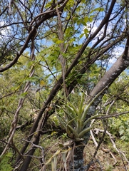Tillandsia achyrostachys
