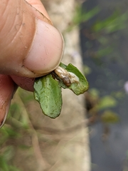 Acentropinae