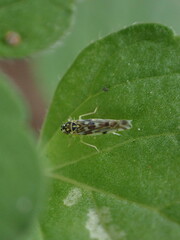 Eupteryx