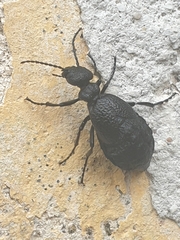 Meloe rugosus