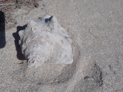 Macrostrombus costatus