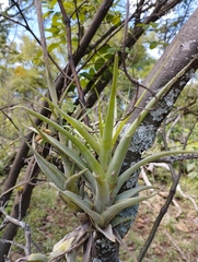 Tillandsia achyrostachys