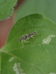 Eupteryx