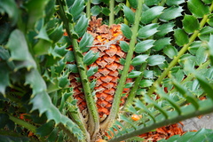 Encephalartos ferox