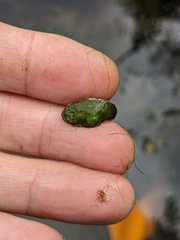 Acentropinae
