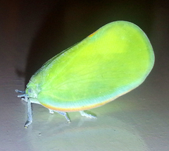 Flatida marginella
