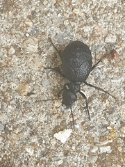 Meloe rugosus