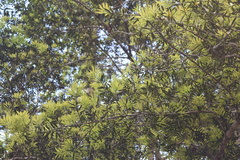 Podocarpus guatemalensis