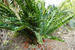 Encephalartos ferox