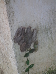Saturnia pyretorum