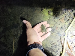 Hoplobatrachus chinensis