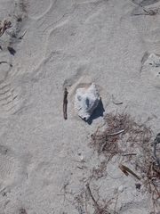 Macrostrombus costatus