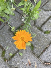 Calendula