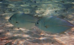 Caranx sexfasciatus
