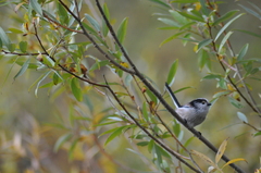 Aegithalos caudatus