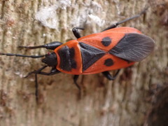 Scantius aegyptius rossii