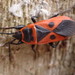 Scantius aegyptius rossii - Photo (c) Fabien Piednoir, some rights reserved (CC BY-SA), uploaded by Fabien Piednoir