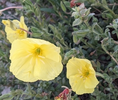 Oenothera drummondii
