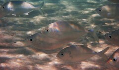 Caranx sexfasciatus