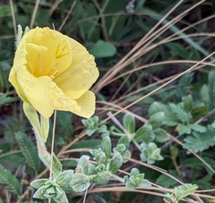 Oenothera drummondii