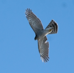 Accipiter nisus