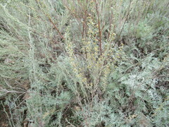 Artemisia nitrosa