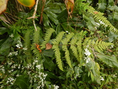 Deparia boryana