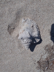 Macrostrombus costatus