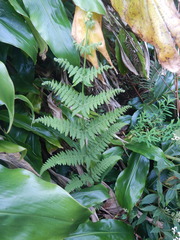 Deparia boryana