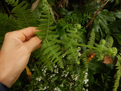 Deparia boryana